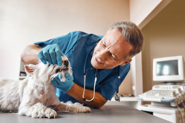 Best Emergency Dental Services for Seniors in Mitchell, SD